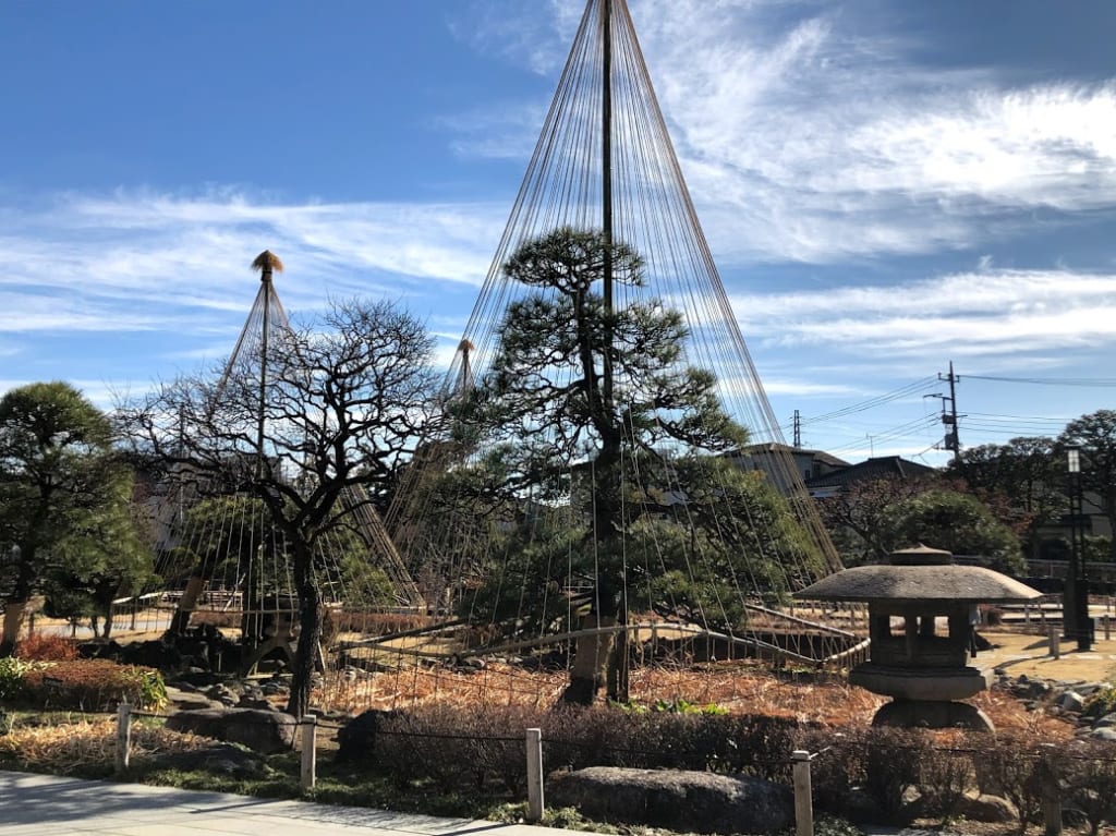 堀切菖蒲園の雪吊りの松