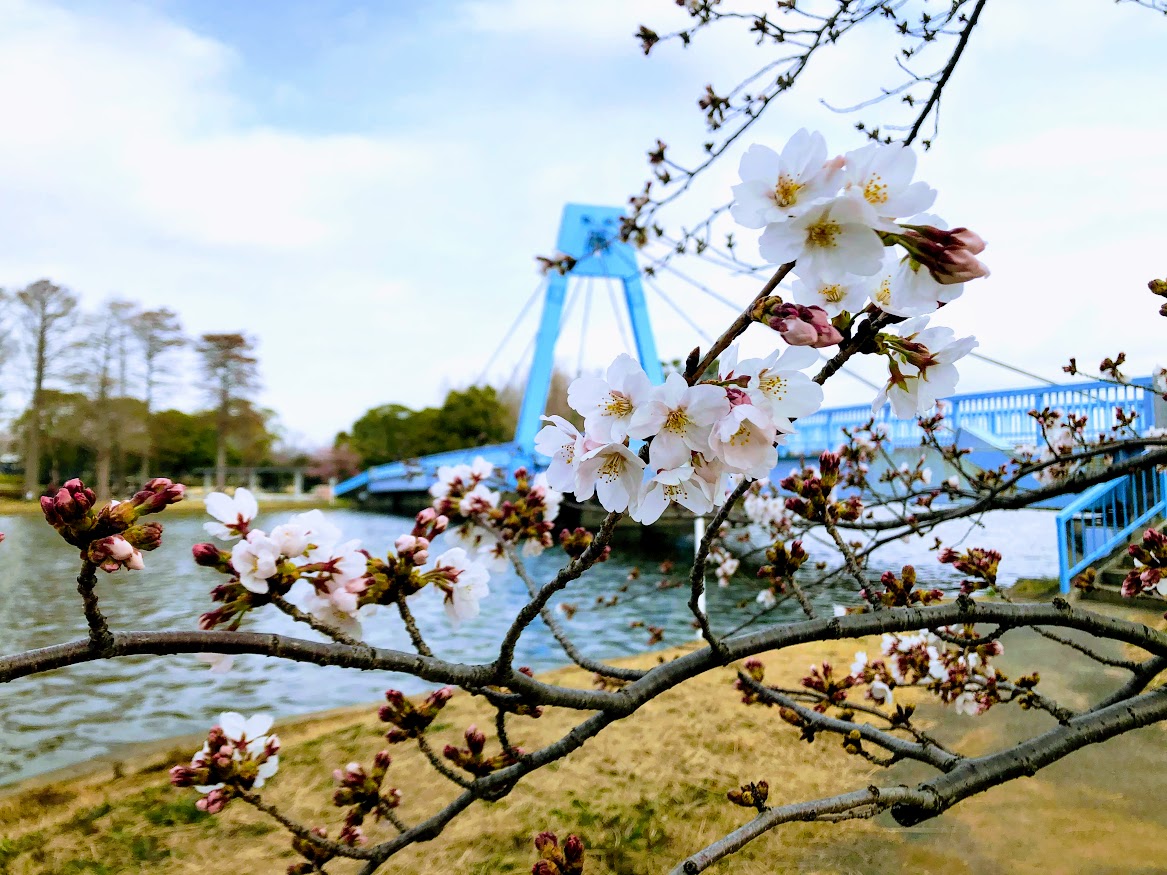 桜ごしの水元大橋