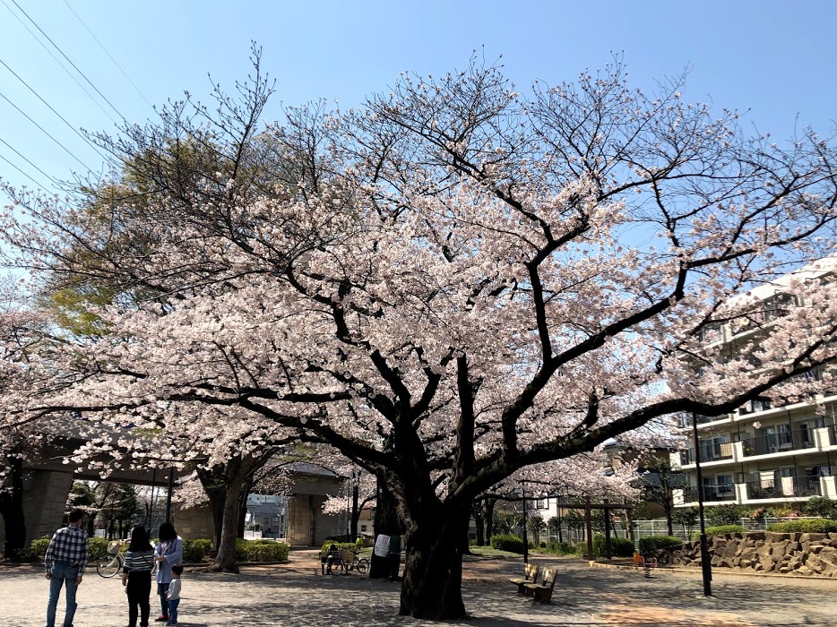 鎌倉公園の桜は枝ぶりが立派
