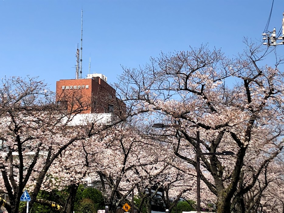 区役所と桜
