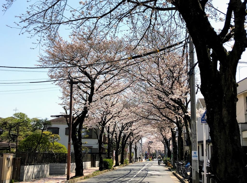 桜道の桜トンネル