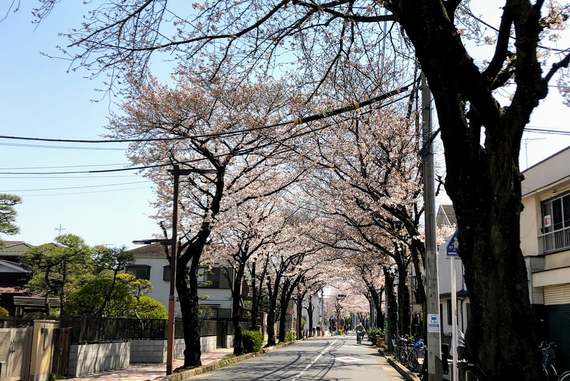 桜道の桜トンネル