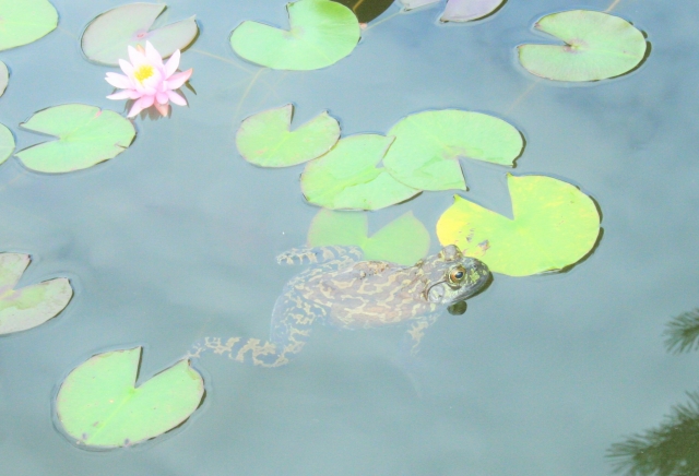 蓮池から蛙がぴょこん…