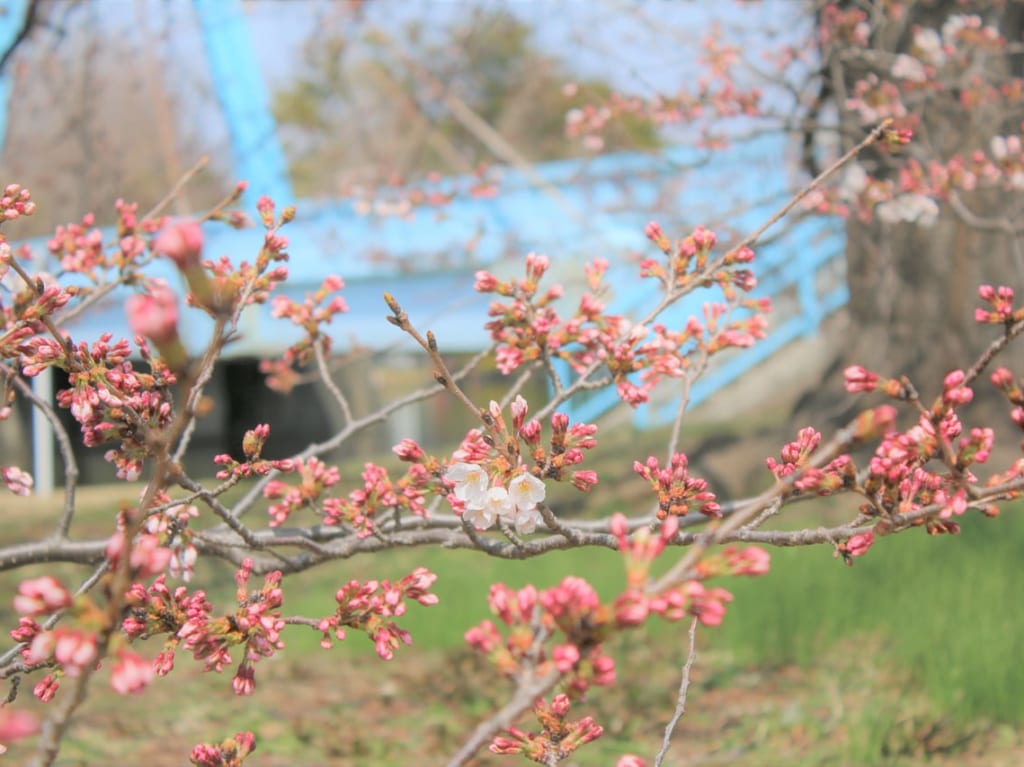 地面近くまで枝を伸ばした桜の木