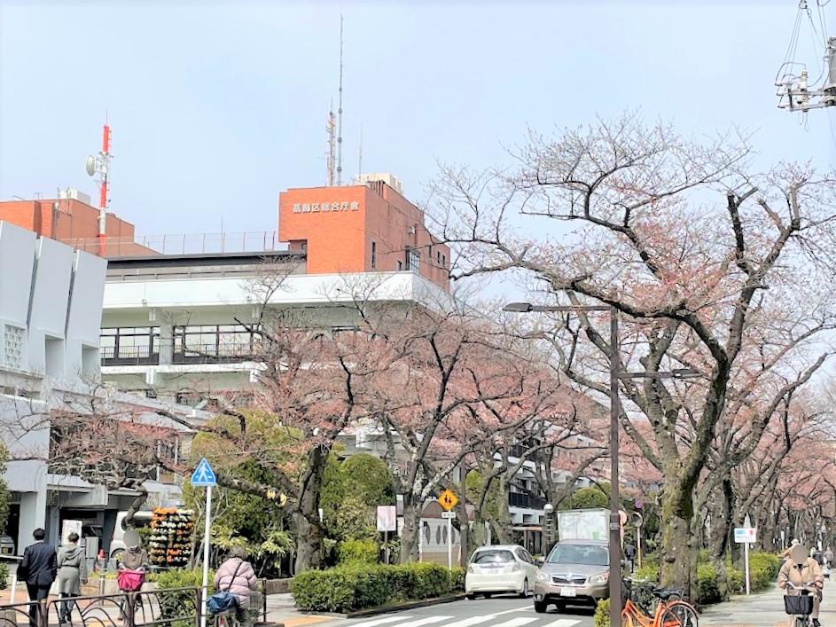 桜咲く葛飾区役所