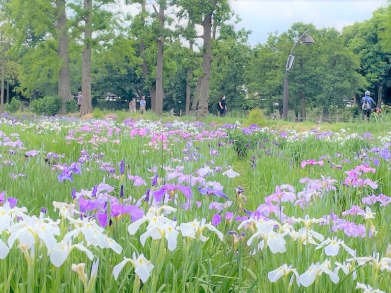 白と紫が織りなす菖蒲の絨毯