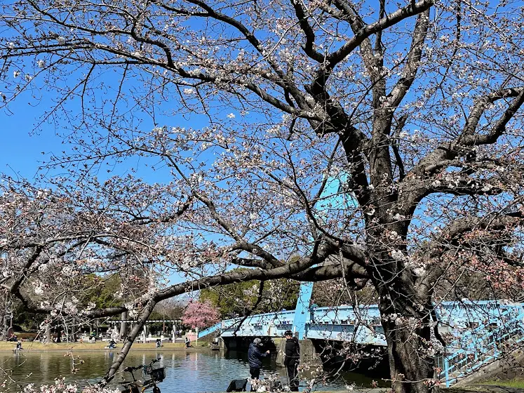 水元大橋たもとの桜は公園名物