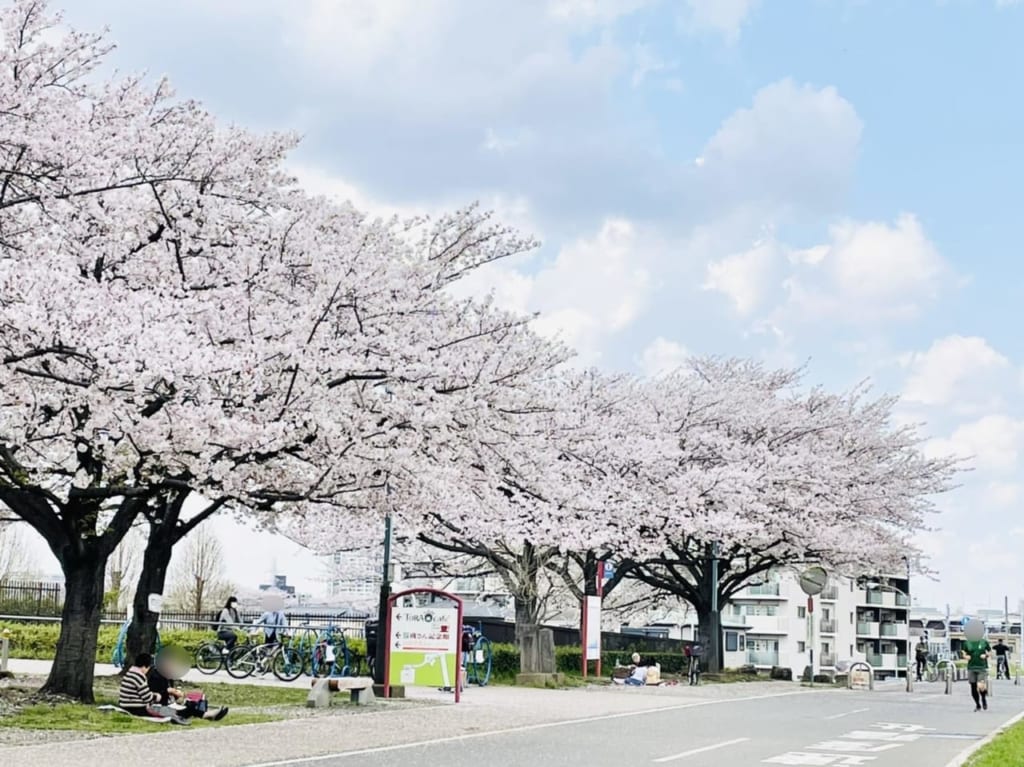 江戸川沿いには桜並木が
