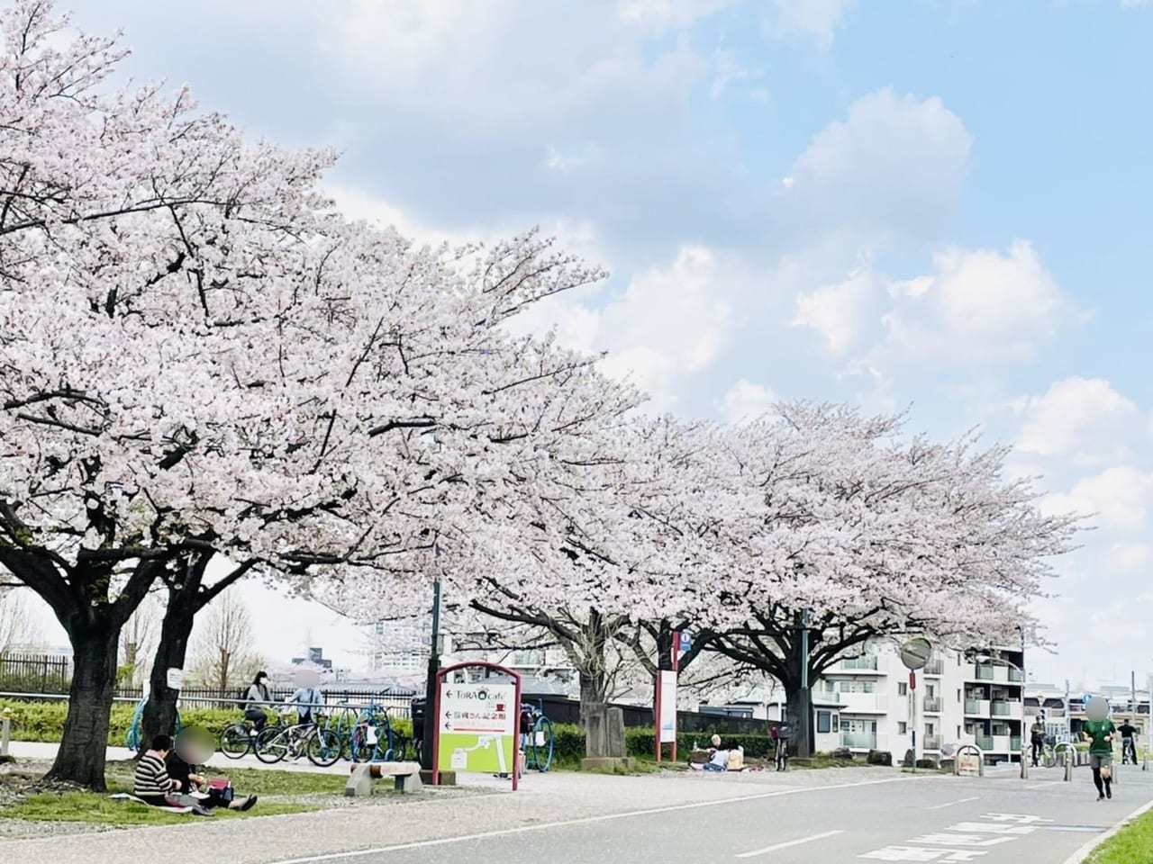 江戸川沿いには桜並木が
