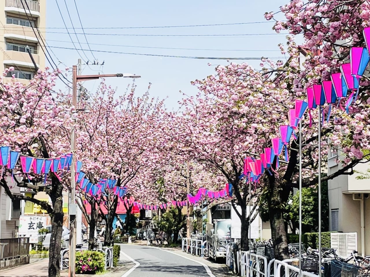 色鮮やかなぼんぼり並ぶ桜並木