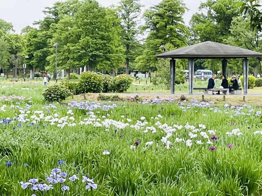 ずいぶんお花の増えた2023年5月下旬