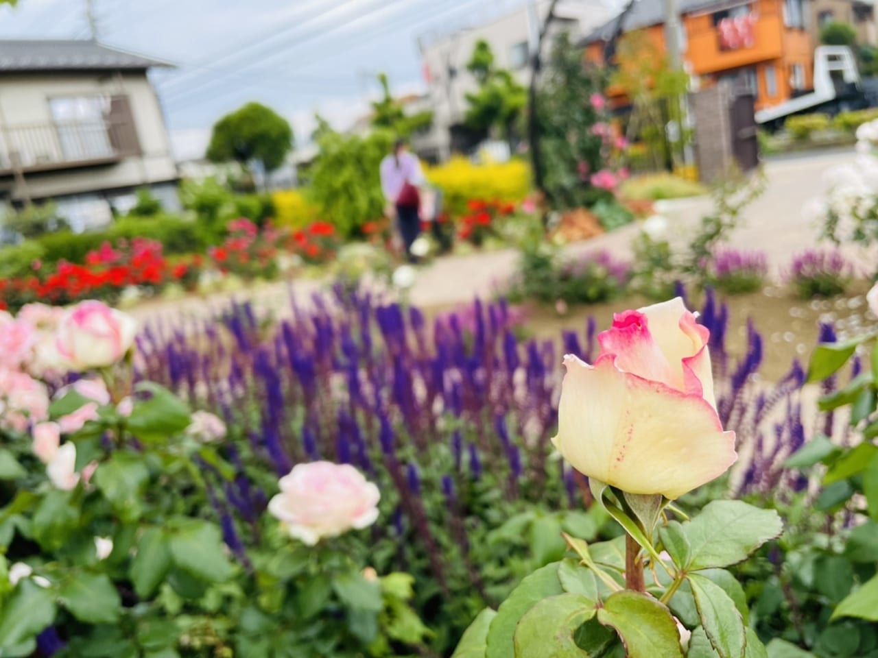 花弁の先だけ赤い可憐な花