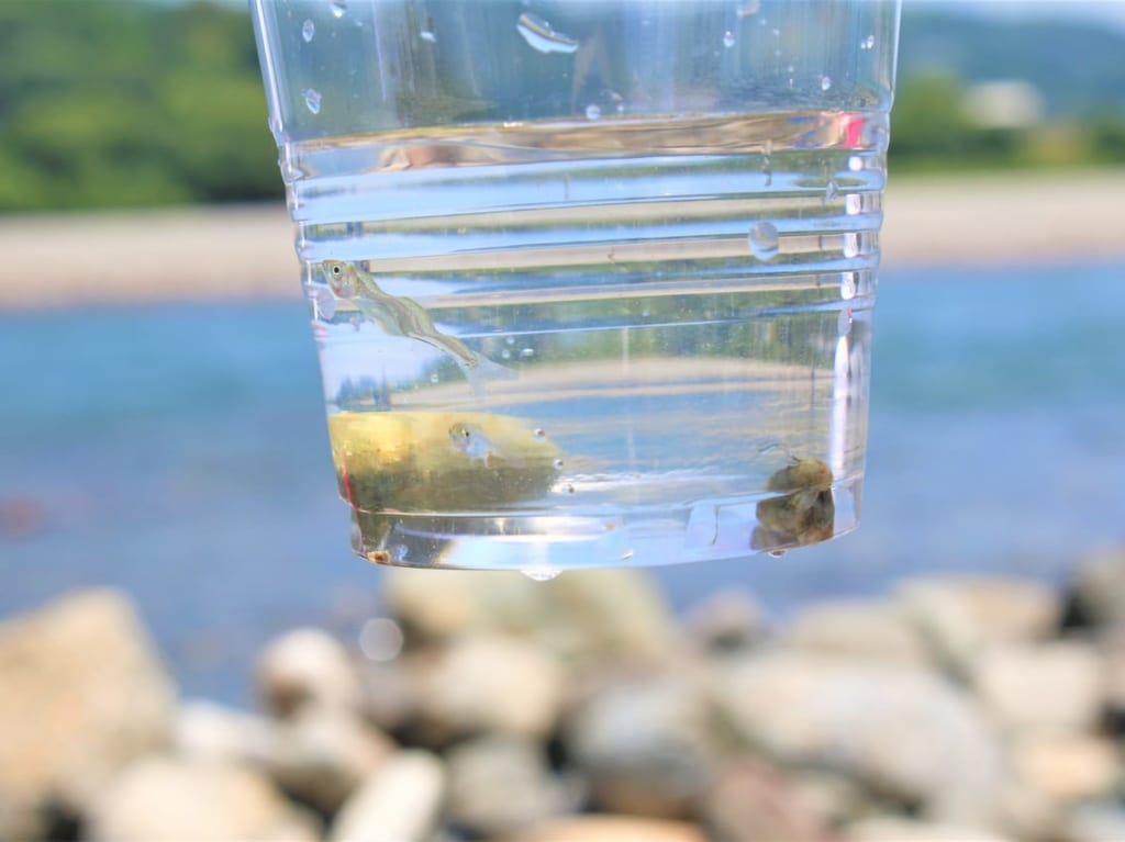 川でお魚すくいます