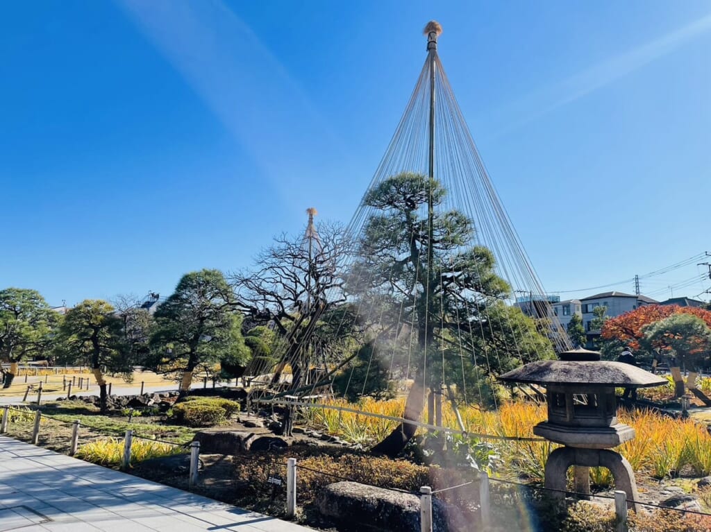 雪吊りの松は今だけの光景