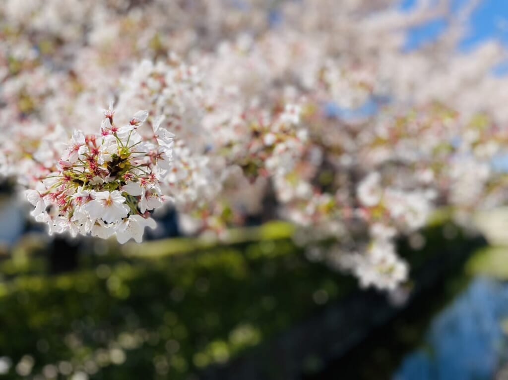 目の高さで咲く桜