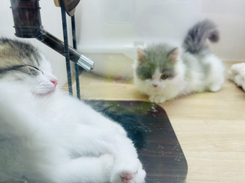 【葛飾区】「MARK IS 葛飾かなまち」徹底レポートその3 わくわくがいっぱい♪ たのしい!おいしい!笑顔があふれる3階フロア | 号外 ...
