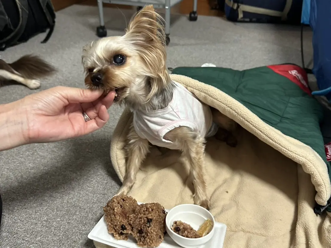 べスティーズ東京での避難訓練で食事をするワンちゃん